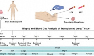 世界首例!中国团队将基因编辑猪肺成功移植人体