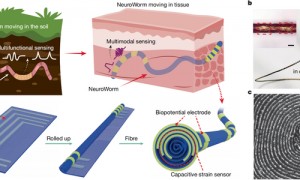 我国科研人员成功研制新一代脑机接口功能电极